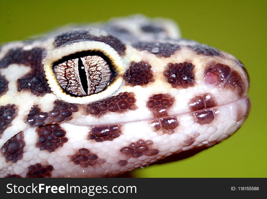 Fauna, Scaled Reptile, Close Up, Macro Photography