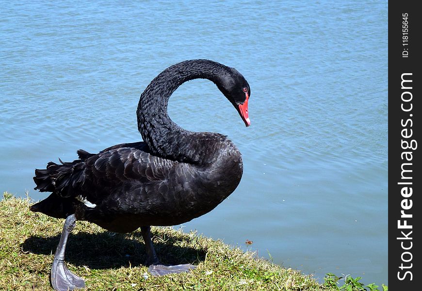 Black Swan, Bird, Swan, Water Bird