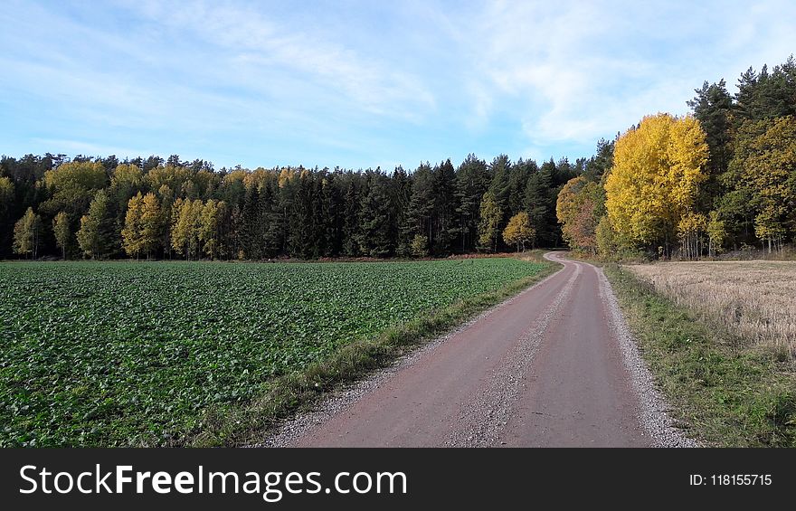 Road, Field, Path, Tree