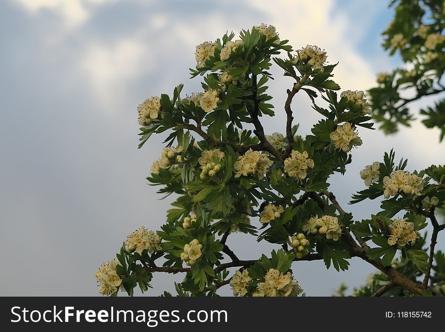 Flora, Plant, Tree, Branch