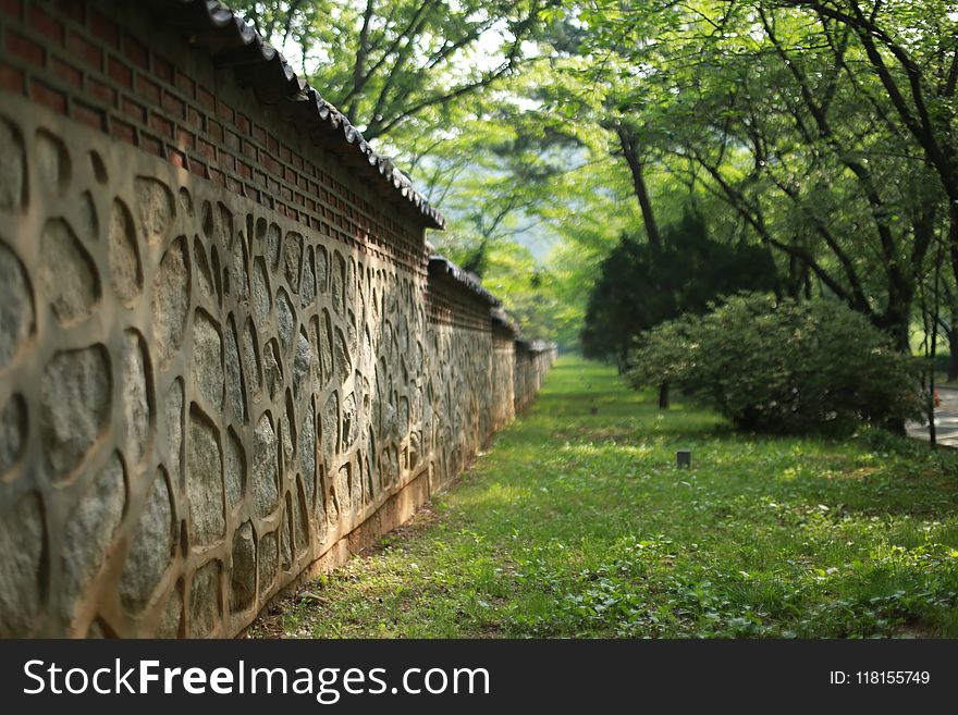 Tree, Wall, Nature Reserve, Grass