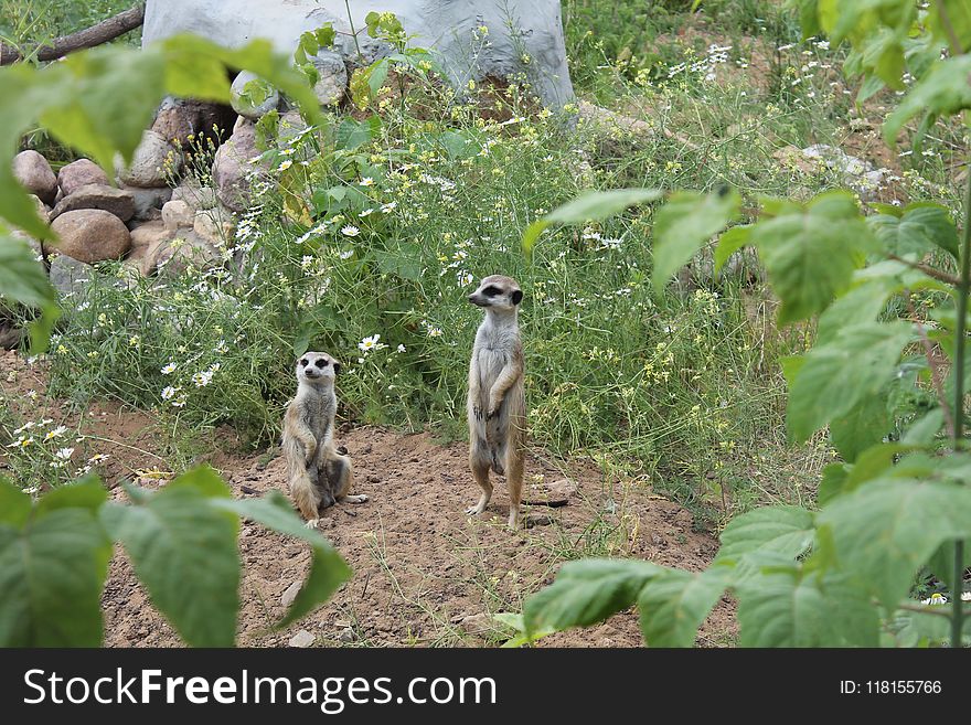 Fauna, Ecosystem, Nature Reserve, Wildlife