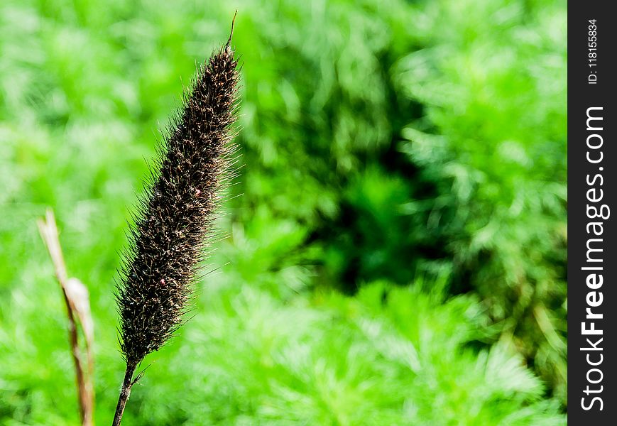 Grass, Vegetation, Plant, Grass Family