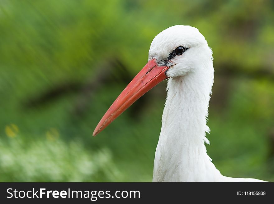White Stork, Bird, Stork, Beak