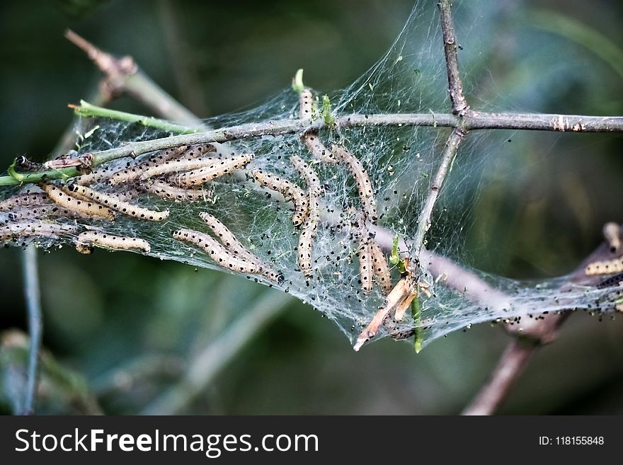 Spider Web, Leaf, Invertebrate, Moisture