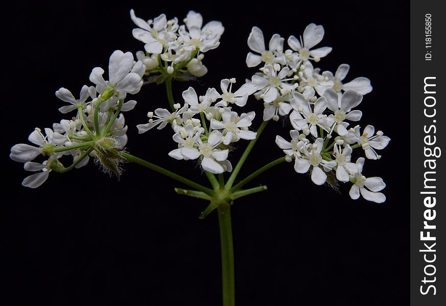 Plant, Cow Parsley, Flower, Anthriscus