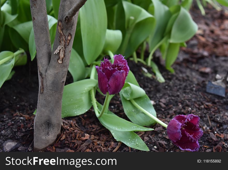 Plant, Flower, Flowering Plant, Flora