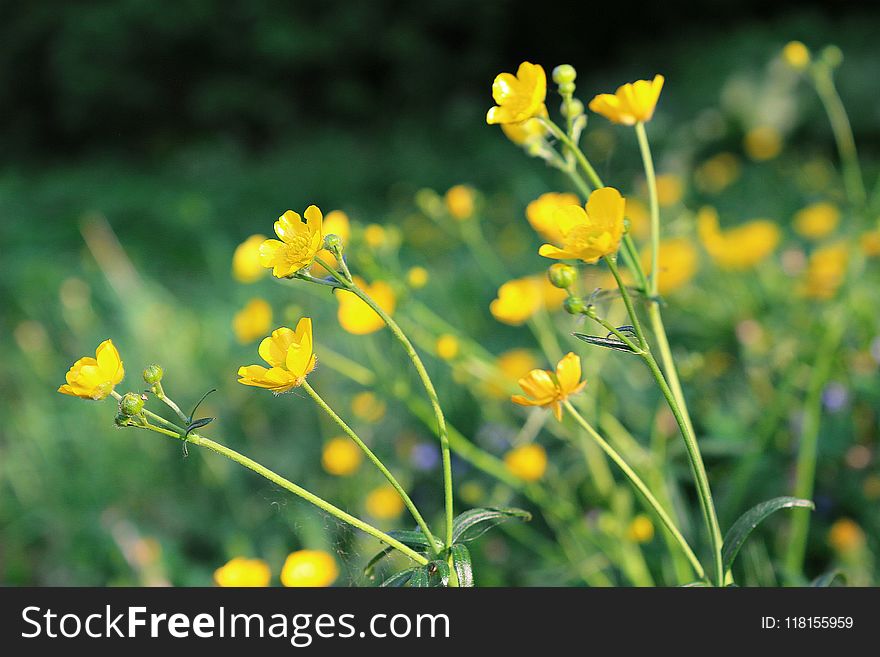 Flower, Yellow, Flora, Mustard Plant
