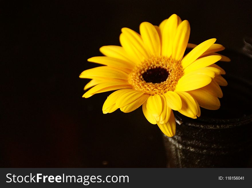 Flower, Yellow, Sunflower, Gerbera
