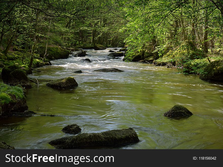 Stream, Water, River, Nature