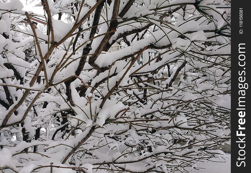 Snow, Branch, Winter, Black And White