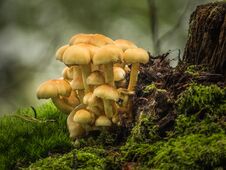 Yellow Mushrooms On A Tree Trunk Royalty Free Stock Photo