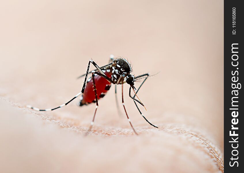 The Mosquito sucking blood on background