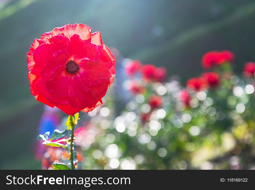 Single Red Flower In The Garden