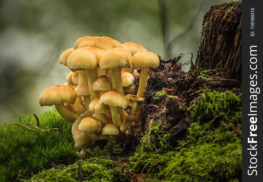 Yellow mushrooms on a tree trunk