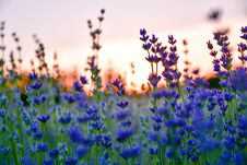 Lavender Field Stock Images