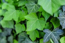 Background With Green Ivy Covering The Wall Royalty Free Stock Photo