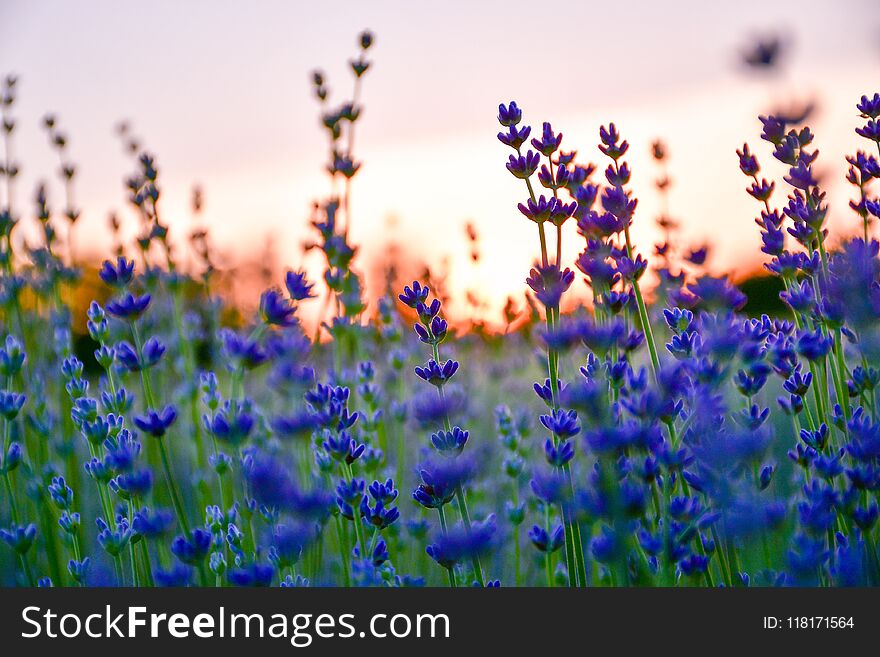 Blooming lavender lavandula field in Bulgaria ,Europe. Blooming lavender lavandula field in Bulgaria ,Europe