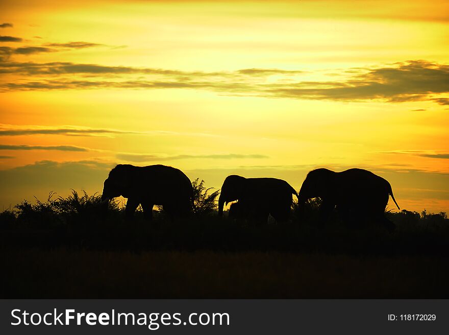 Asian Elephant Thailand is walking the line in sunset silhouette.