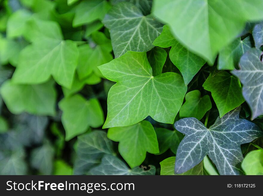 Background With Green Ivy Covering The Wall