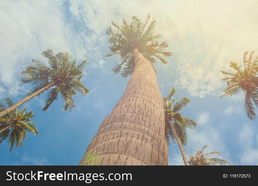 Tropical Palm trees lit by sunshine - vintage. Bottom view