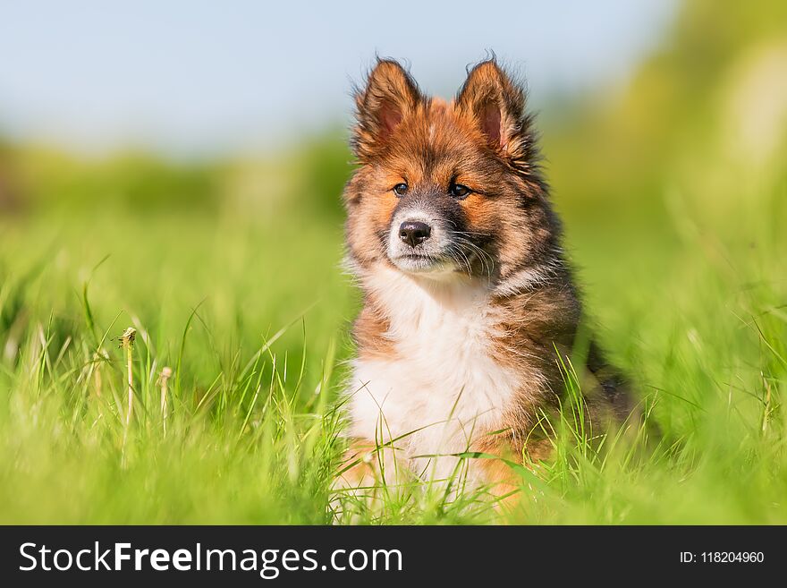 Portrait of an Elo puppy on a meadow