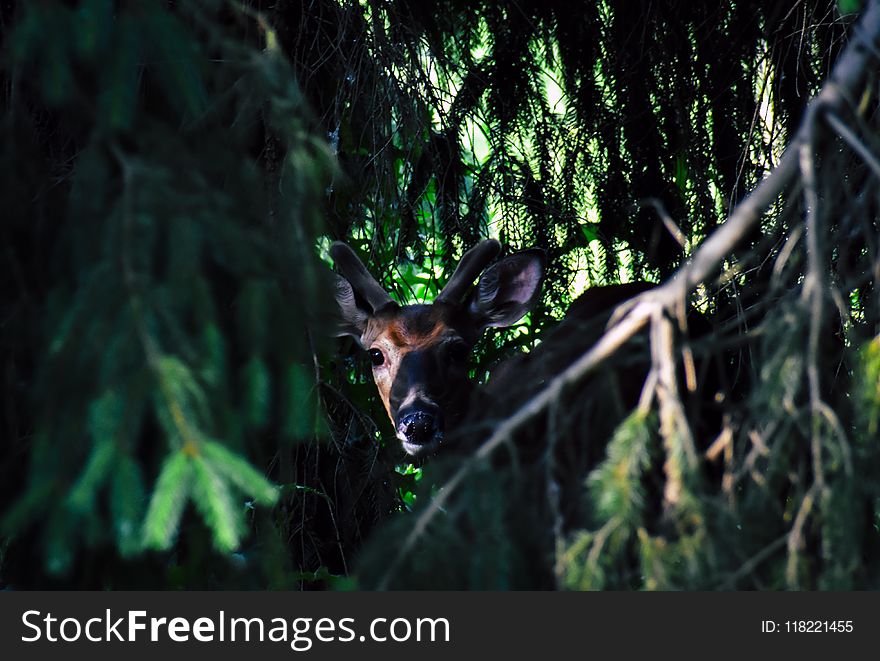 Photo Of Brown Deer Near Green Leaf Tree