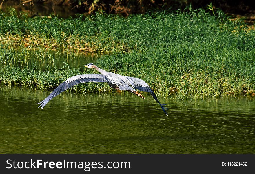 Blue and White Bird Flying Towards Green Leaf Plants