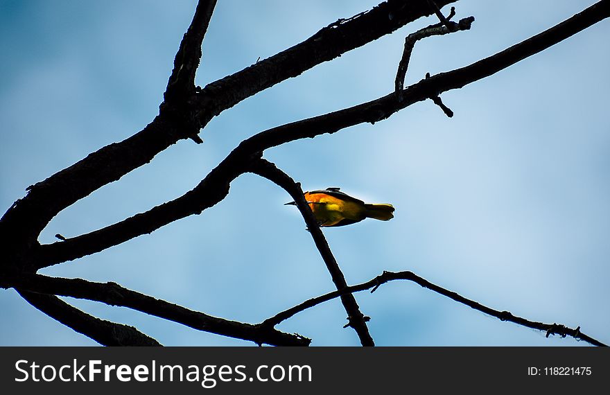 Shallow Focus Photography of Yellow Bird on Brown Tree Branch