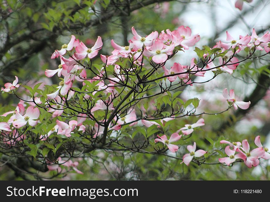 Selective Focus of White-and-pink Petaled Flowers