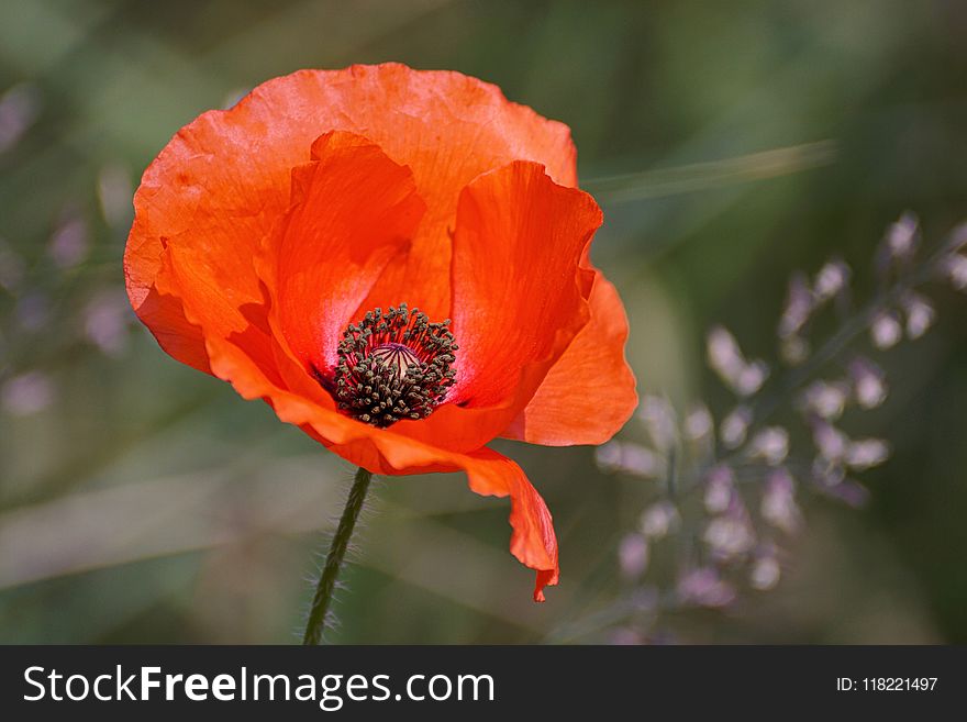 Selective Focus Photography Of Orange Petaled Flower