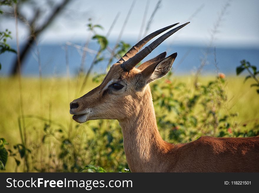 Selective Focus Photography of Brown Antelope