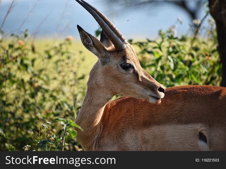 Shallow Focus Photography of Antelope