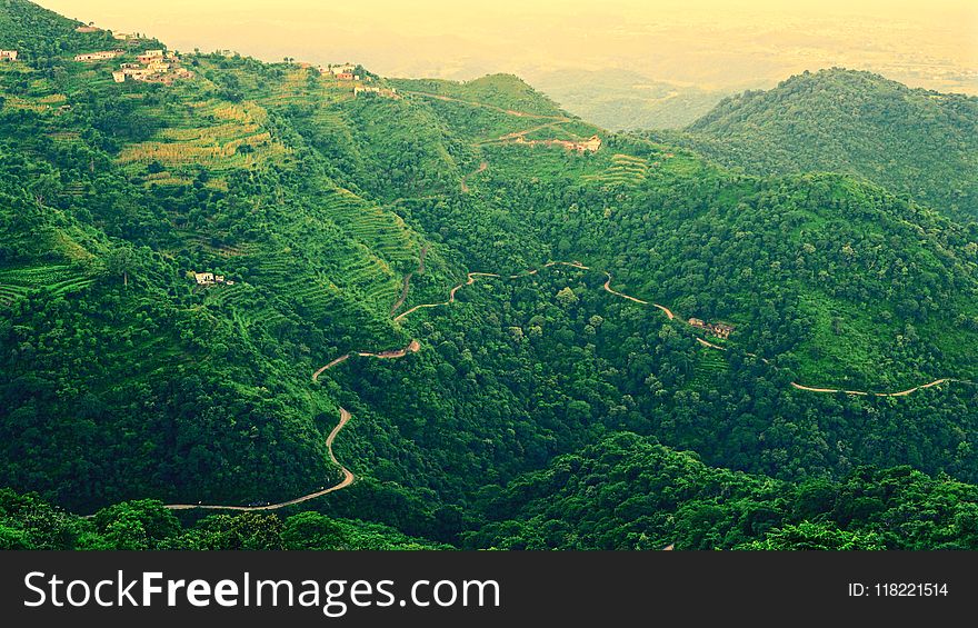 Landscape Photo of Roadway Covered in Green Trees