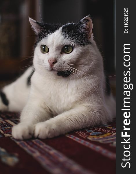 Selective Focus Photography Of Black And White Cat
