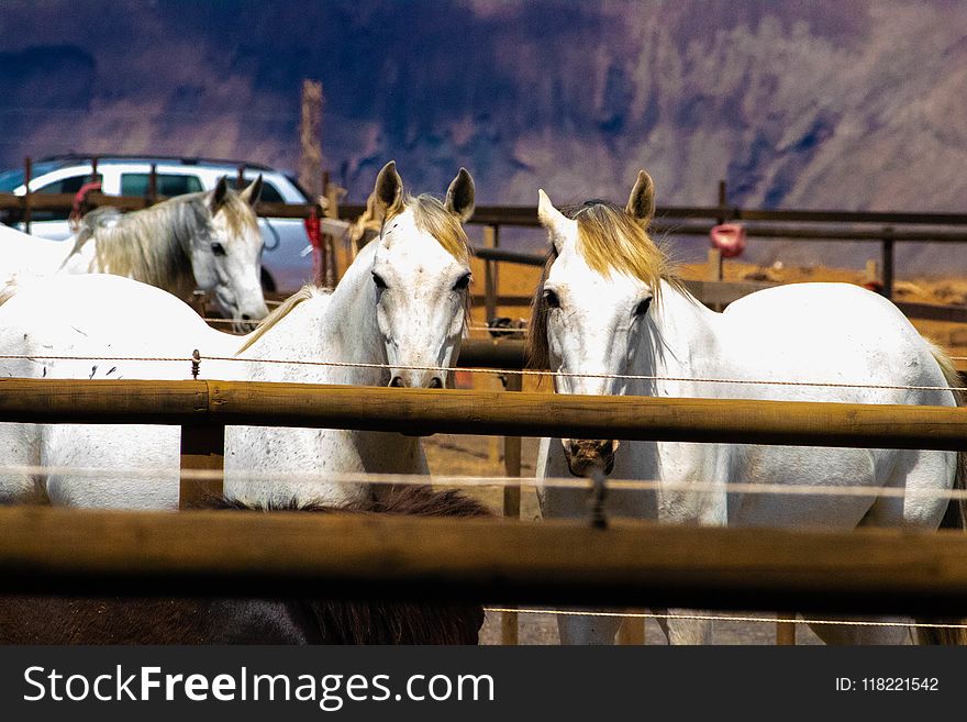 Three White Horses on a Barn