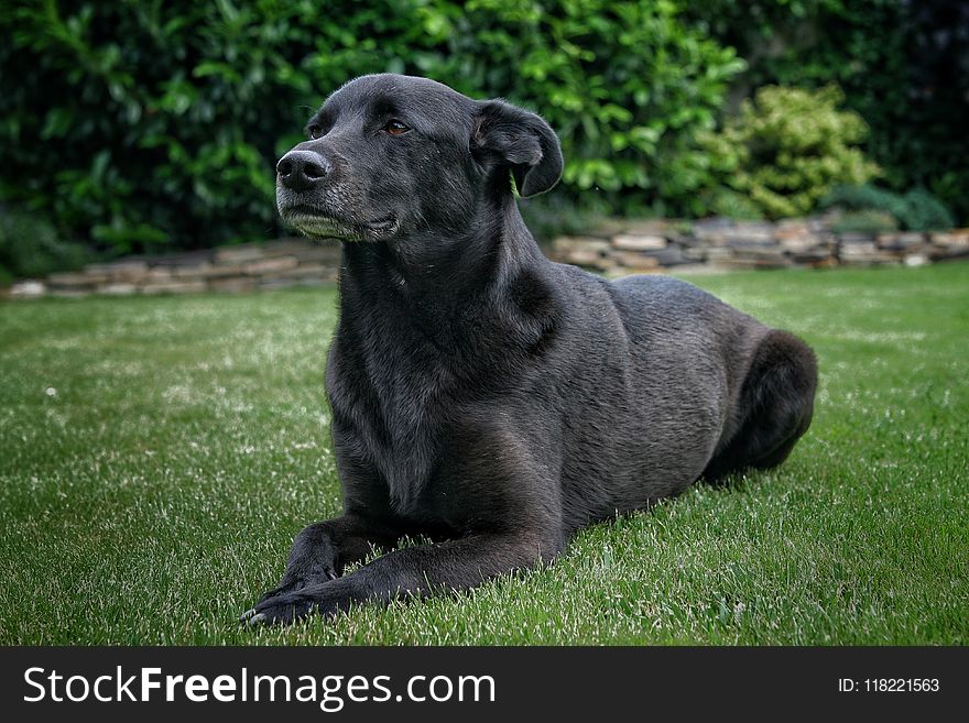 Adult Black Taiwan Dog Laying Down on Grass Lawn