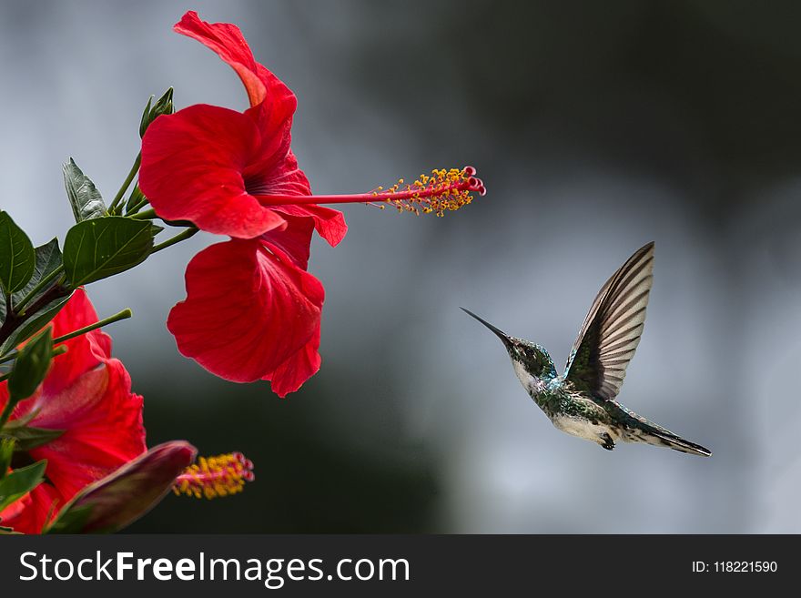 Brown Hummingbird Selective Focus Photography