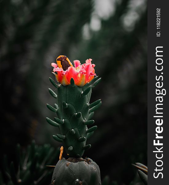 Selective Focus Photography of Pink Cactus Flower
