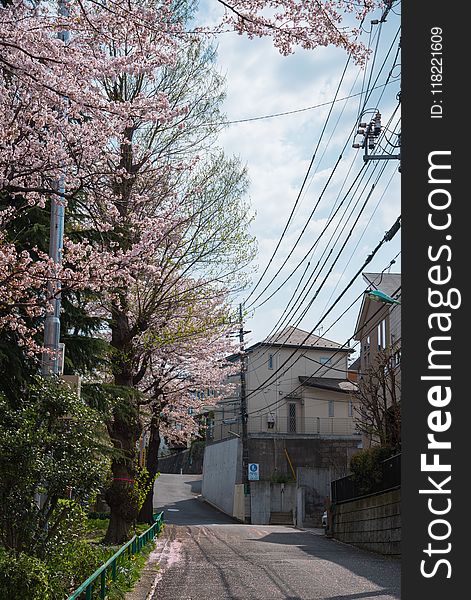 Cherry Blossom Tree Beside Road Photography