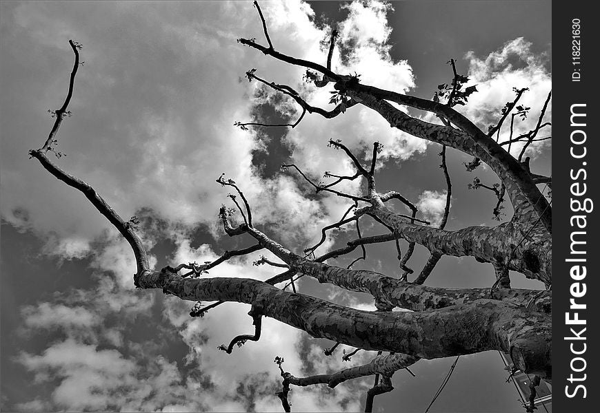 Grayscale Photography Of Bare Tree