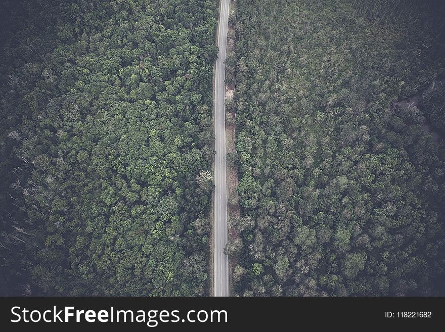 Aerial Photo of Forest