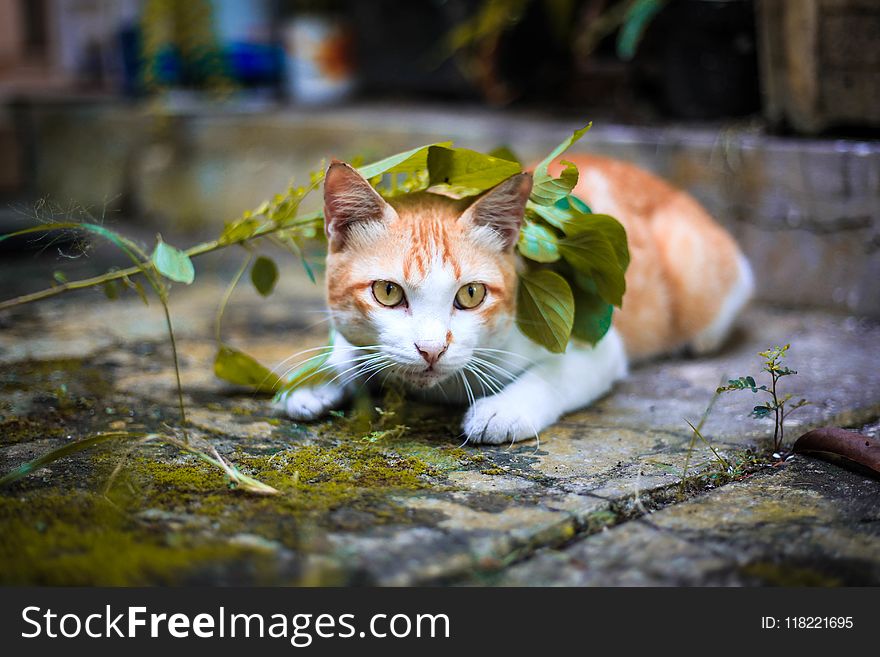Orange and White Tabby Cat Lying on Mossy Gray Pavement Under Green Leaves Selective Focus Photo