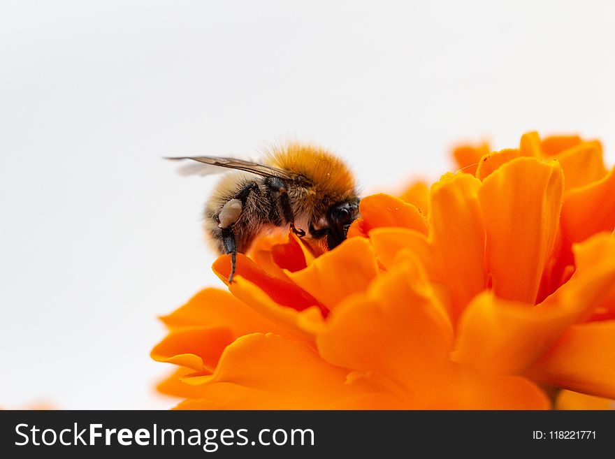 Macro Photo Honey Bee on Orange Flower