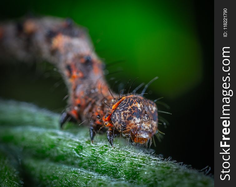 Orange and Black Caterpillar in Macro-photography