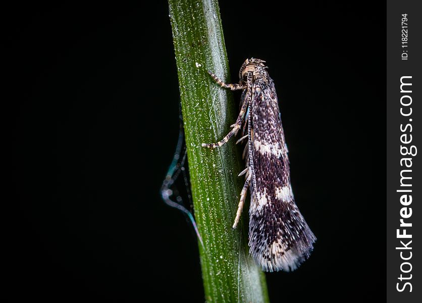 Macro Photo of White and Black Tree Hopper on Green Stem