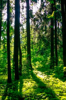 The Forest In The Sunlight Royalty Free Stock Photo The Forest In The Sunlight Royalty Free Stock Photo