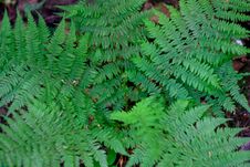 Fern In The Forest Stock Image Fern In The Forest Stock Image