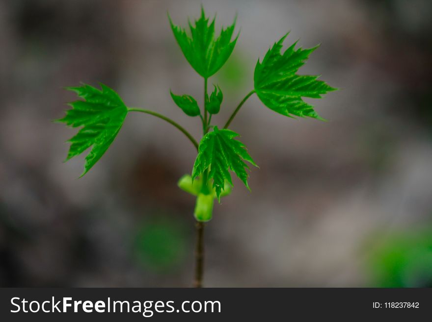 Maple branch with young leaves