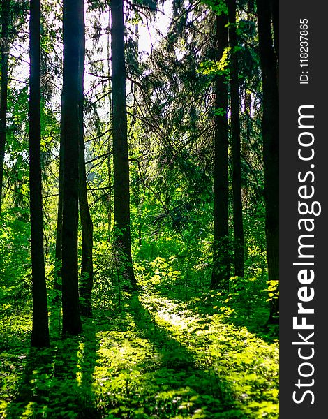 Path in the woods. sunlight passes through the trees. forest. tall trees with moss.forest in Europe. fairy forest. evening. Path in the woods. sunlight passes through the trees. forest. tall trees with moss.forest in Europe. fairy forest. evening.
